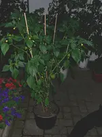 tomatillo_I.webp