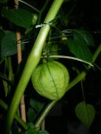 tomatillo_II.jpg