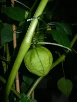 tomatillo_II.webp