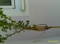 IMAG0029.webp