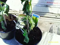 IMAG0034.webp