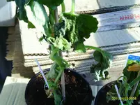 IMAG0035.webp