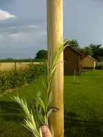 DSCF0660.webp