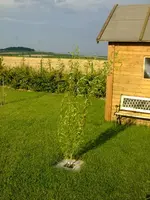 DSCF0661.webp