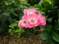 DSCF0678.webp