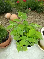 DSCF0681.webp