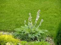 DSCF0683.webp