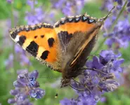 fuchs.webp