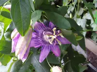 IMGP3953.webp