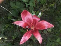 HPIM6542.webp