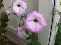 HPIM6539.webp