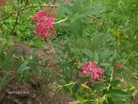 HPIM6536.webp