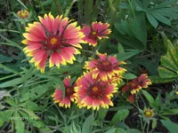 HPIM6535.webp