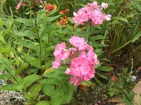HPIM6534.webp