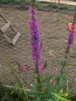 HPIM6529.webp
