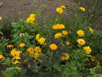 HPIM6527.webp