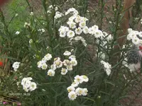 HPIM6525.webp