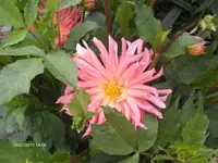 HPIM6522.webp