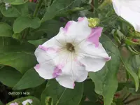 HPIM6521.webp