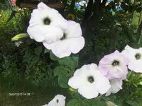 HPIM6520.webp