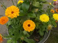 HPIM6519.webp