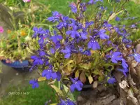 HPIM6518.webp