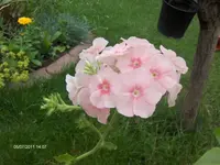 HPIM6517.webp