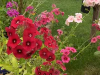 HPIM6516.webp