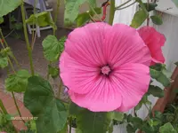 HPIM6514.webp