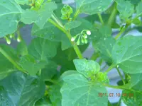 DSCN0548.webp