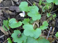 DSCN0541.webp