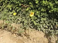 DVC00086.webp