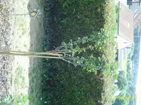 Johannisbeere.webp