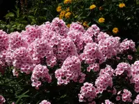 P1050041.webp