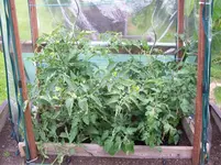 Tomaten 008.webp