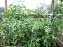 Tomaten 009.webp