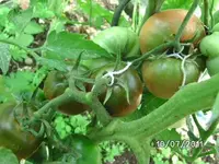 BILD0068.webp