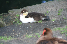 IMG_2963 - Kopie.webp