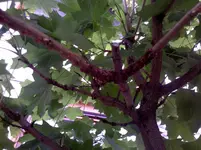 2011-07-10_15-20-56_256.webp