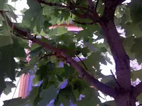 2011-07-10_15-21-06_775.webp