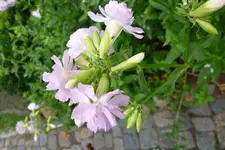 P1050041.webp