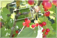 Johannisbeeren 004.jpgVerkl..webp