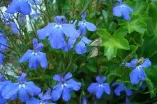 2011 06 06 064.webp