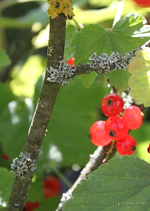 Johannisbeeren 2verkl..webp