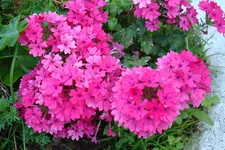 2011 06 06 067.webp