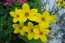 2011 06 06 066.webp