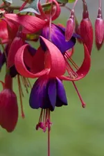 BrutusfKleinau01.webp
