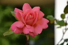 DSC_0023.webp