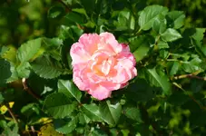 DSC_0027.webp