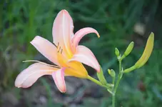 DSC_0048-3.webp